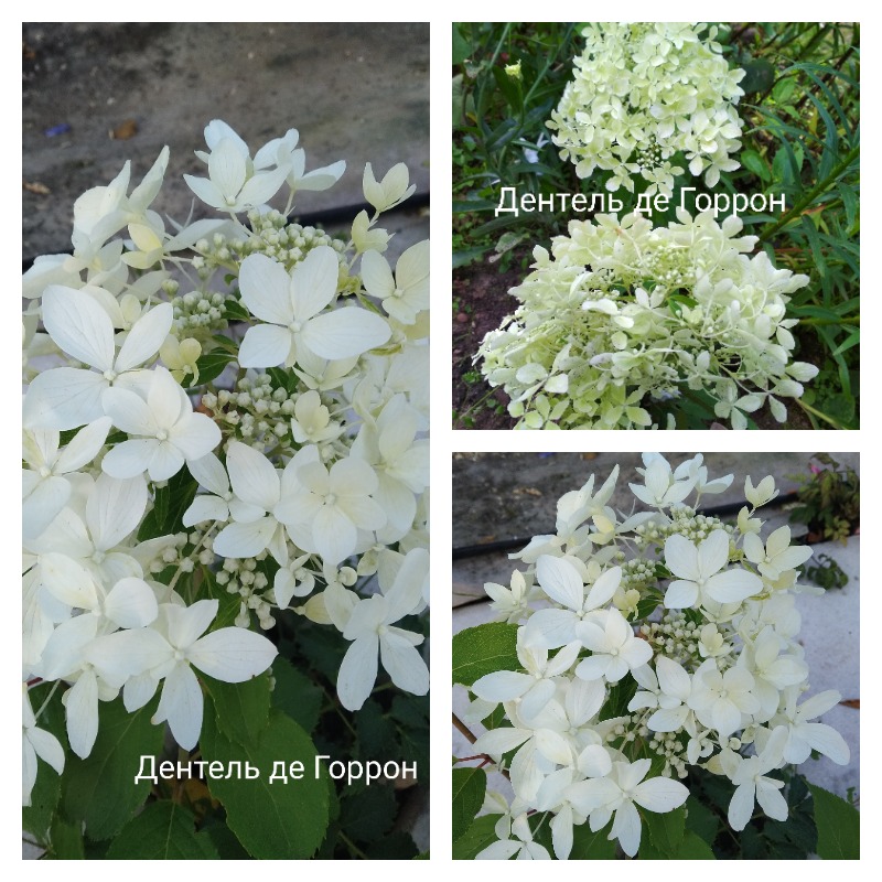 гортензия дентель де горрон